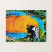 Blue and Yellow Macaw Parrot ジグソーパズル (横)