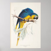 Blue and Yellow Macaw Poster ポスター (正面)