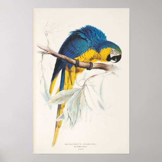 Blue and Yellow Macaw Poster ポスター (正面)