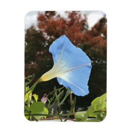 Blue Autumn Morning Glory  マグネット