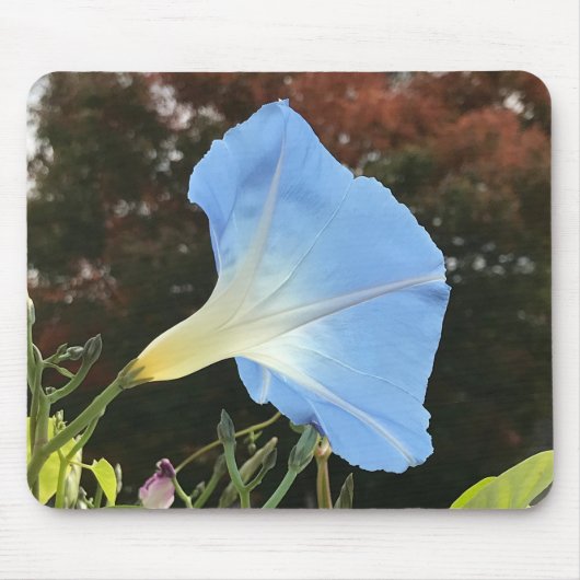 Blue Autumn Morning Glory Close-up  マウスパッド (正面)