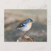 Blue bird Madeira Chaffinch (Fringilla maderensis) ポストカード (正面)