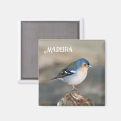 Blue bird Madeira Chaffinch (Fringilla maderensis) マグネット (正面/裏面)