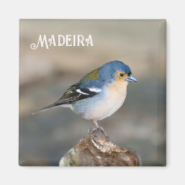 Blue bird Madeira Chaffinch (Fringilla maderensis) マグネット