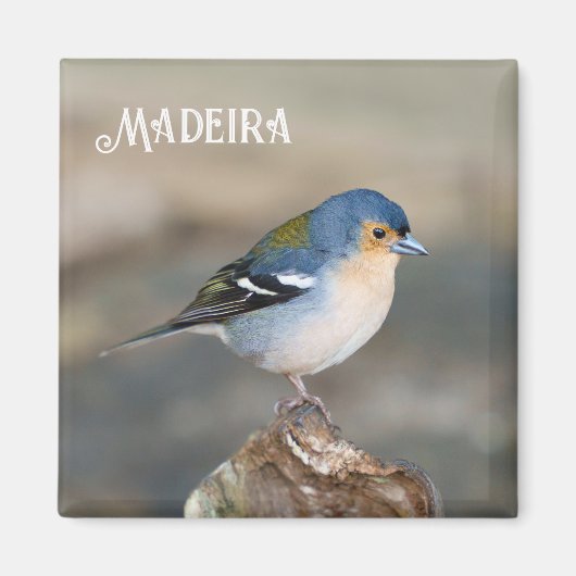 Blue bird Madeira Chaffinch (Fringilla maderensis) マグネット (正面)
