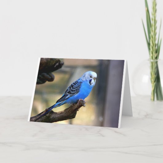 Blue Budgie カード (正面)