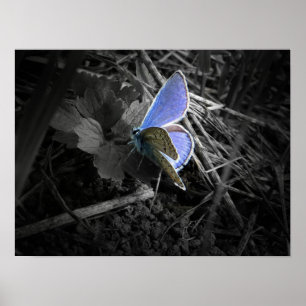 blue butterfly poster ポスター