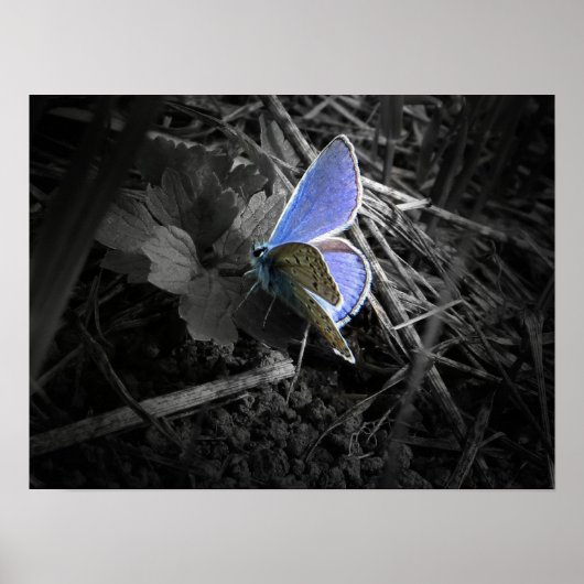 blue butterfly poster ポスター (正面)