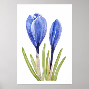 blue crocus buds watercolor painting ポスター