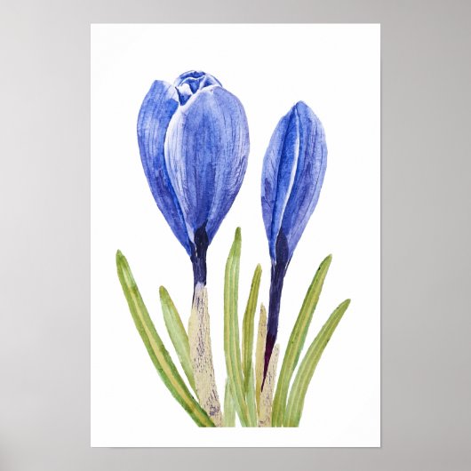 blue crocus buds watercolor painting  ポスター (正面)