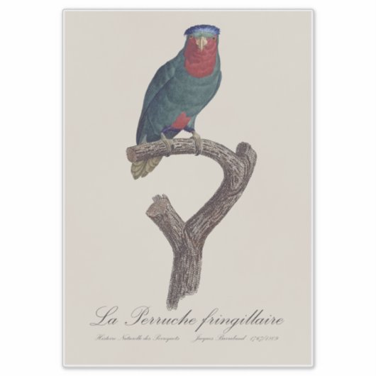 Blue-Crowned Lorikeet, Vini Australis シール (正面)