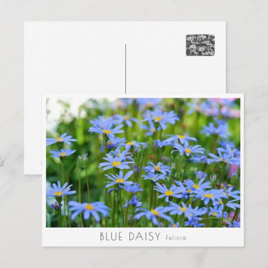 Blue Daisy ポストカード (正面/裏面)