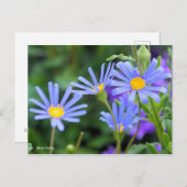 Blue Daisy [Postcard] ポストカード (正面/裏面)