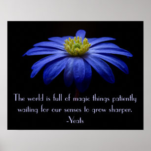 Blue Daisy with Yeats Quote ポスター