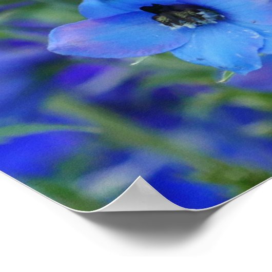 Blue Delphiniumポスター ポスター (角)