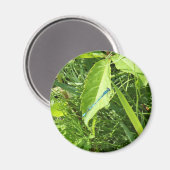 Blue Dragonfly Magnet マグネット (正面/裏面)