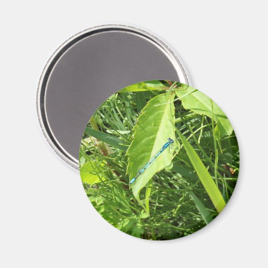 Blue Dragonfly Magnet マグネット (正面/裏面)