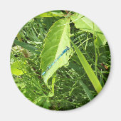 Blue Dragonfly Magnet マグネット (正面)