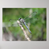 Blue Dragonfly on Perch ポスター (正面)