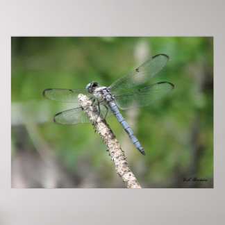 Blue Dragonfly on Perch ポスター