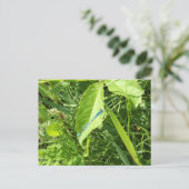 Blue Dragonfly Postcard ポストカード (スタンド正面)