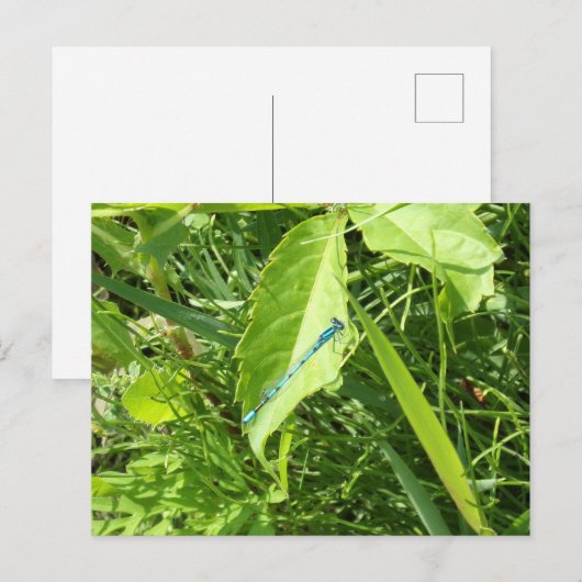 Blue Dragonfly Postcard ポストカード (正面/裏面)