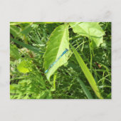 Blue Dragonfly Postcard ポストカード (正面)