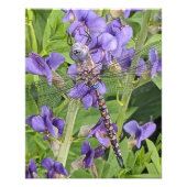 Blue-Eyed Darner Dragonfly on Purple Aconite フォトプリント (正面)