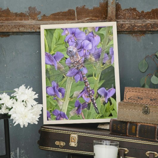 Blue-Eyed Darner Dragonfly on Purple Aconite フォトプリント