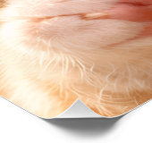 Blue-Eyed Paw licking Kitten ポスター (コーナー)