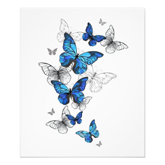 Blue Flying Butterflies Morpho フォトプリント (正面)