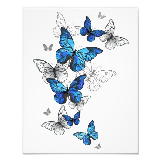Blue Flying Butterflies Morpho フォトプリント (正面)