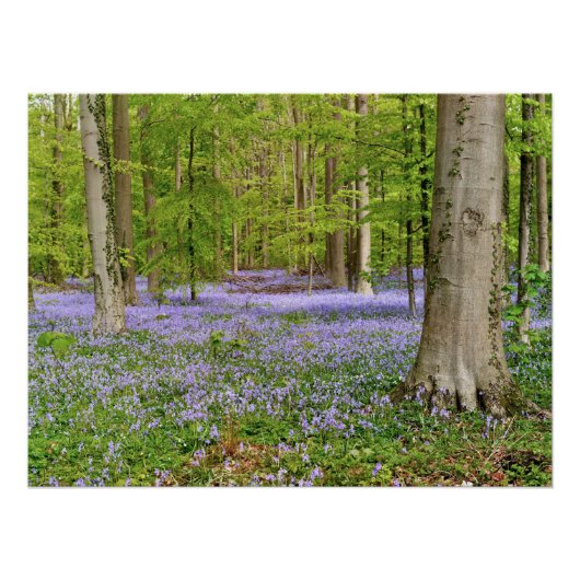 Blue forest with bluebell flowers ポスター (正面)