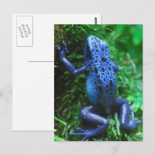 blue-frog-1.jpg ポストカード (正面/裏面)