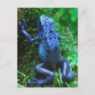 blue-frog-1.jpg ポストカード