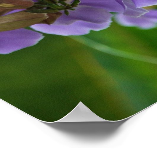 Blue Ginger ポスター (角)