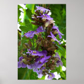 Blue Ginger ポスター (正面)