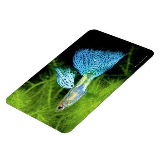 Blue Grass Guppy マグネット (左側)