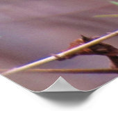 Blue-Gray Gnatcatcher Backyard Bird Poster ポスター (角)