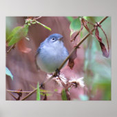 Blue-Gray Gnatcatcher Backyard Bird Poster ポスター (正面)