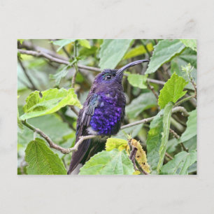 Blue Hummingbird写真 ポストカード