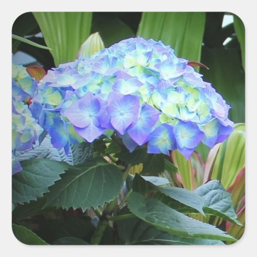 Blue Hydrangeas Flowers Floral Nature Photography  スクエアシール (正面)