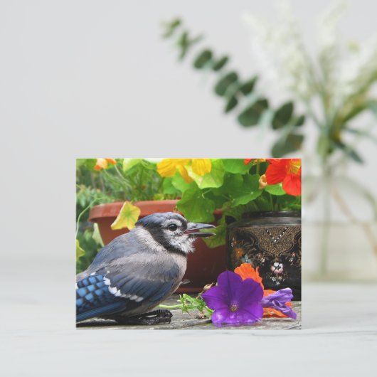 Blue JayとFlowers ポストカード (スタンド正面)