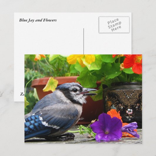 Blue JayとFlowers ポストカード (正面/裏面)