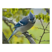 Blue Jayの写真の拡大 フォトプリント (正面)