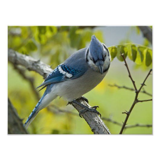 Blue Jayの写真の拡大 フォトプリント (正面)