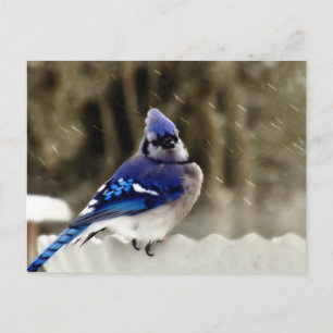 Blue Jayの写真 ポストカード