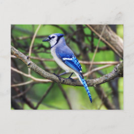 Blue Jayはがき ポストカード