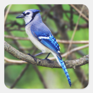 Blue Jayステッカー スクエアシール