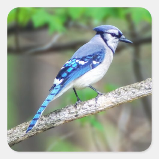 Blue Jayステッカー スクエアシール (正面)